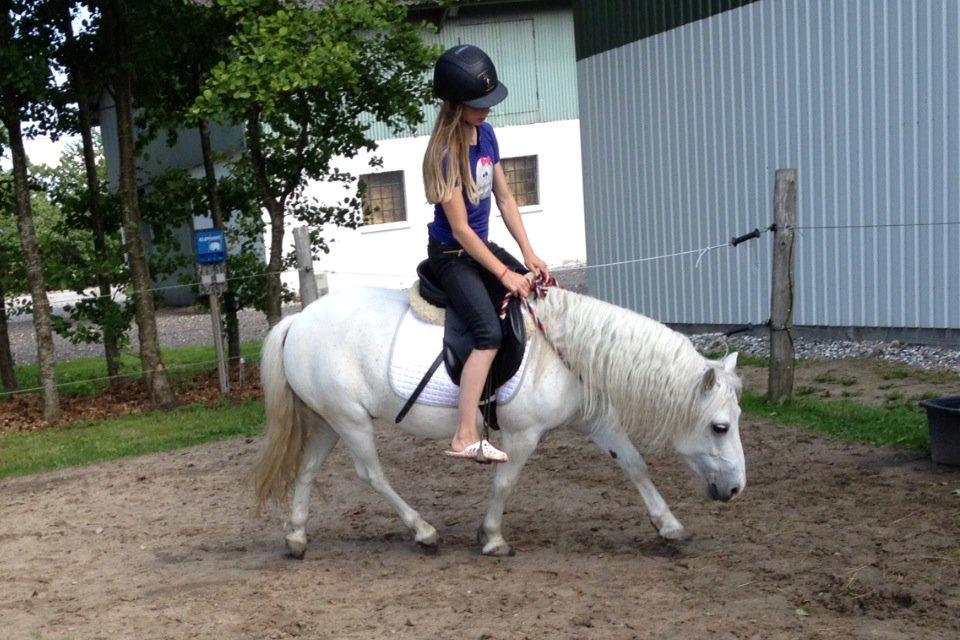 Welsh Mountain (sec A) Coco Zeylex billede 17