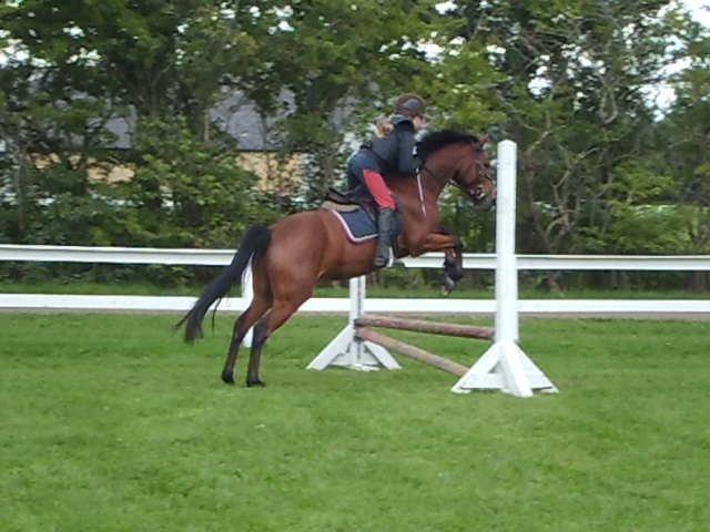 Anden særlig race Enghavegaards Lille Jensen - En af de første gange jeg springer ham billede 17