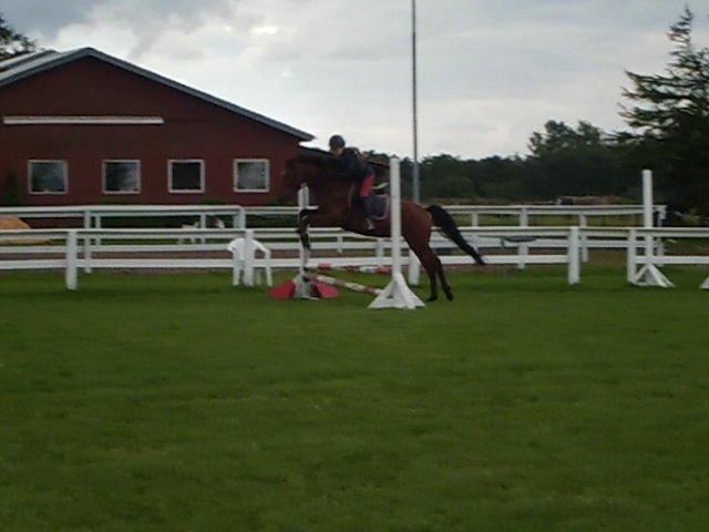 Anden særlig race Enghavegaards Lille Jensen billede 16