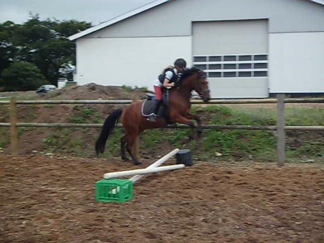 Anden særlig race Enghavegaards Lille Jensen - da jeg var ude og prøve ham. han havde aldrig sprunget før billede 15