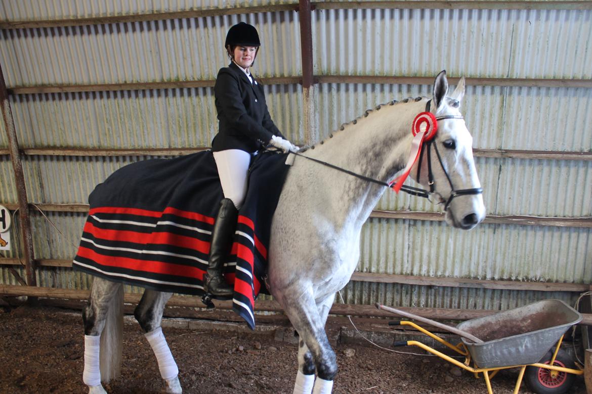 Dansk Varmblod Ramazotti billede 13