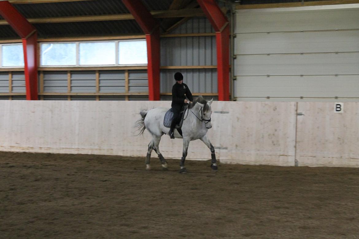 Dansk Varmblod Ramazotti billede 14