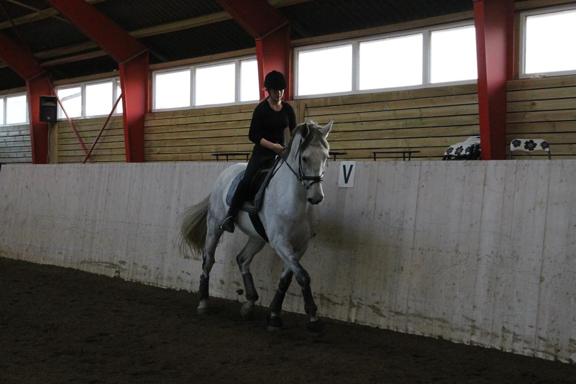 Dansk Varmblod Ramazotti billede 15