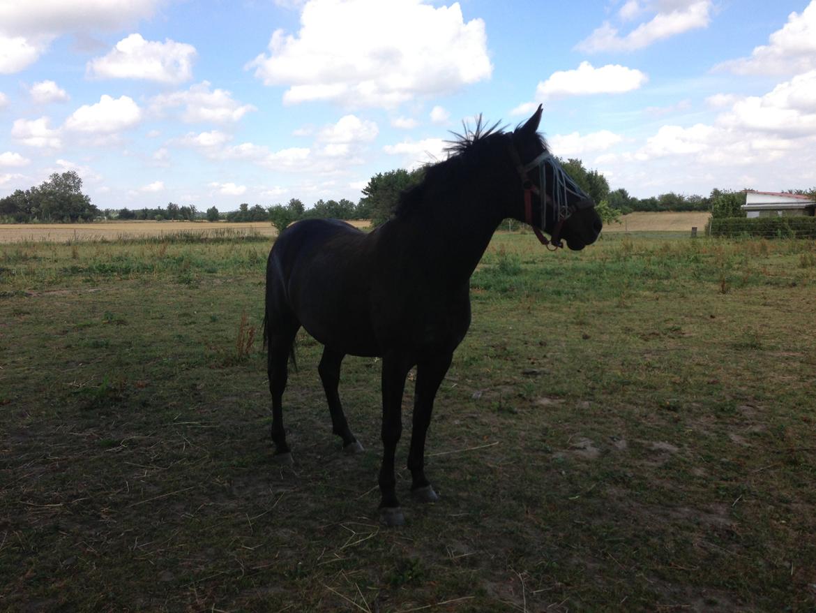 New Forest monica søblink<3 (solgt):'( billede 23