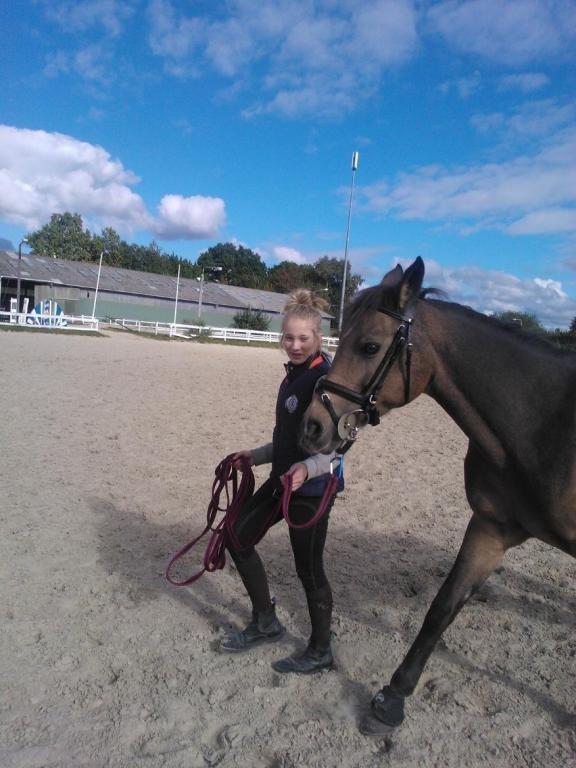 Irsk Sportspony Tullibards Honeydrum billede 2