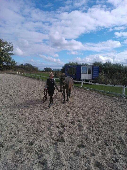 Irsk Sportspony Tullibards Honeydrum billede 3