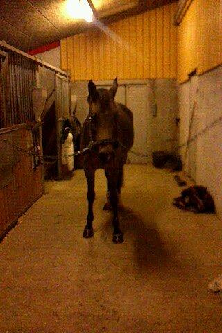 Irsk Sportspony Tullibards Honeydrum billede 4