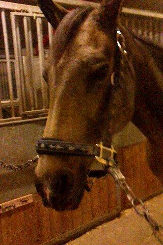 Irsk Sportspony Tullibards Honeydrum billede 5