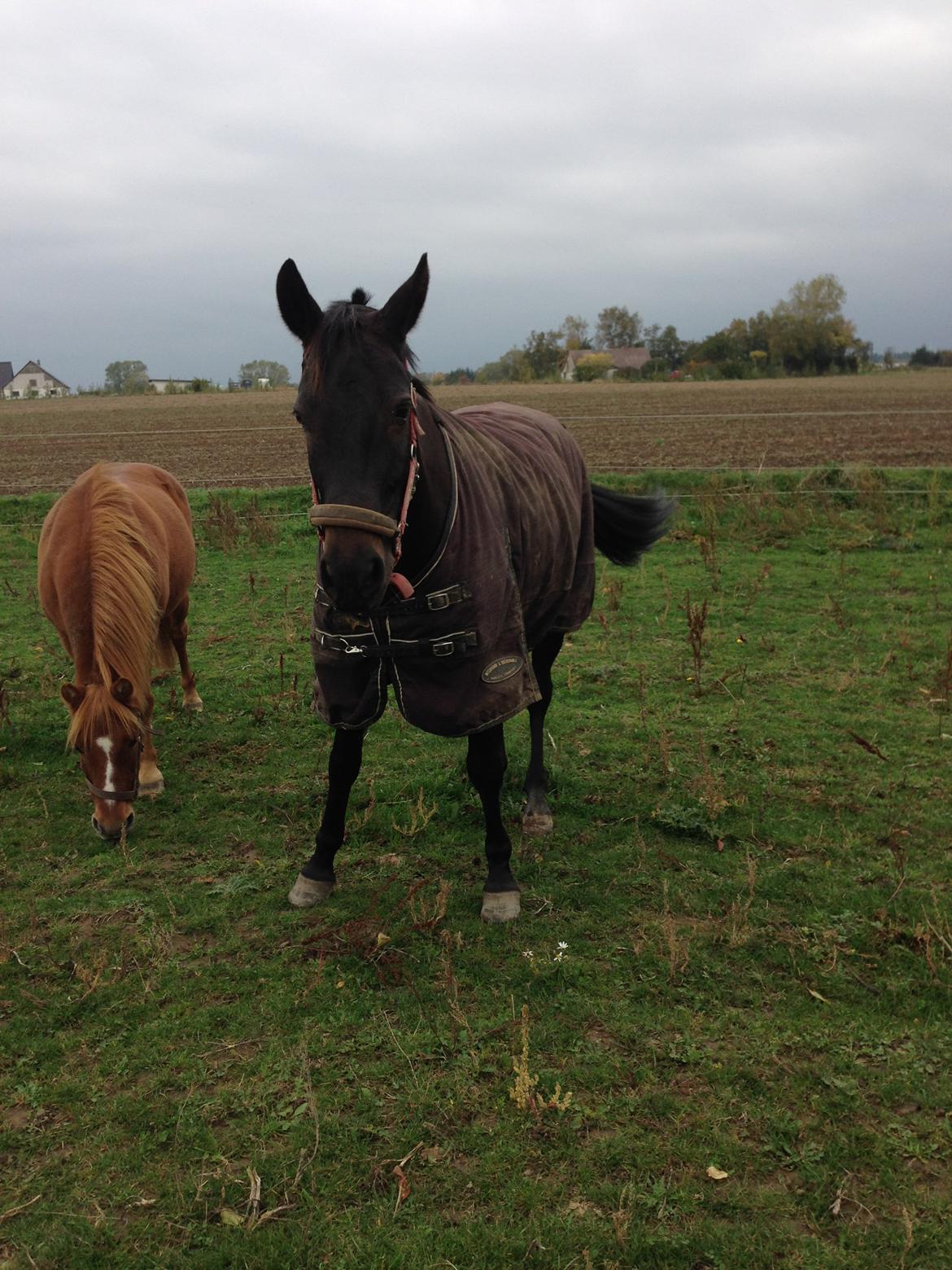 New Forest monica søblink<3 (solgt):'( billede 25