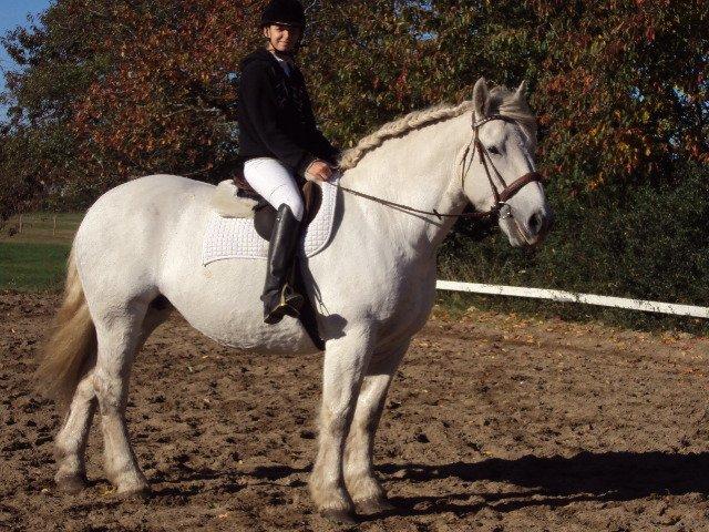 Boulonnais Oasis 18 billede 27