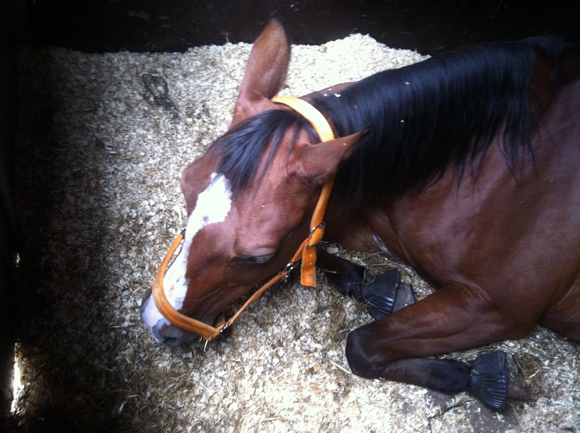 Arabisk fuldblod (OX) Ghana VSR - Vi har en søvnig baby her! :) billede 6