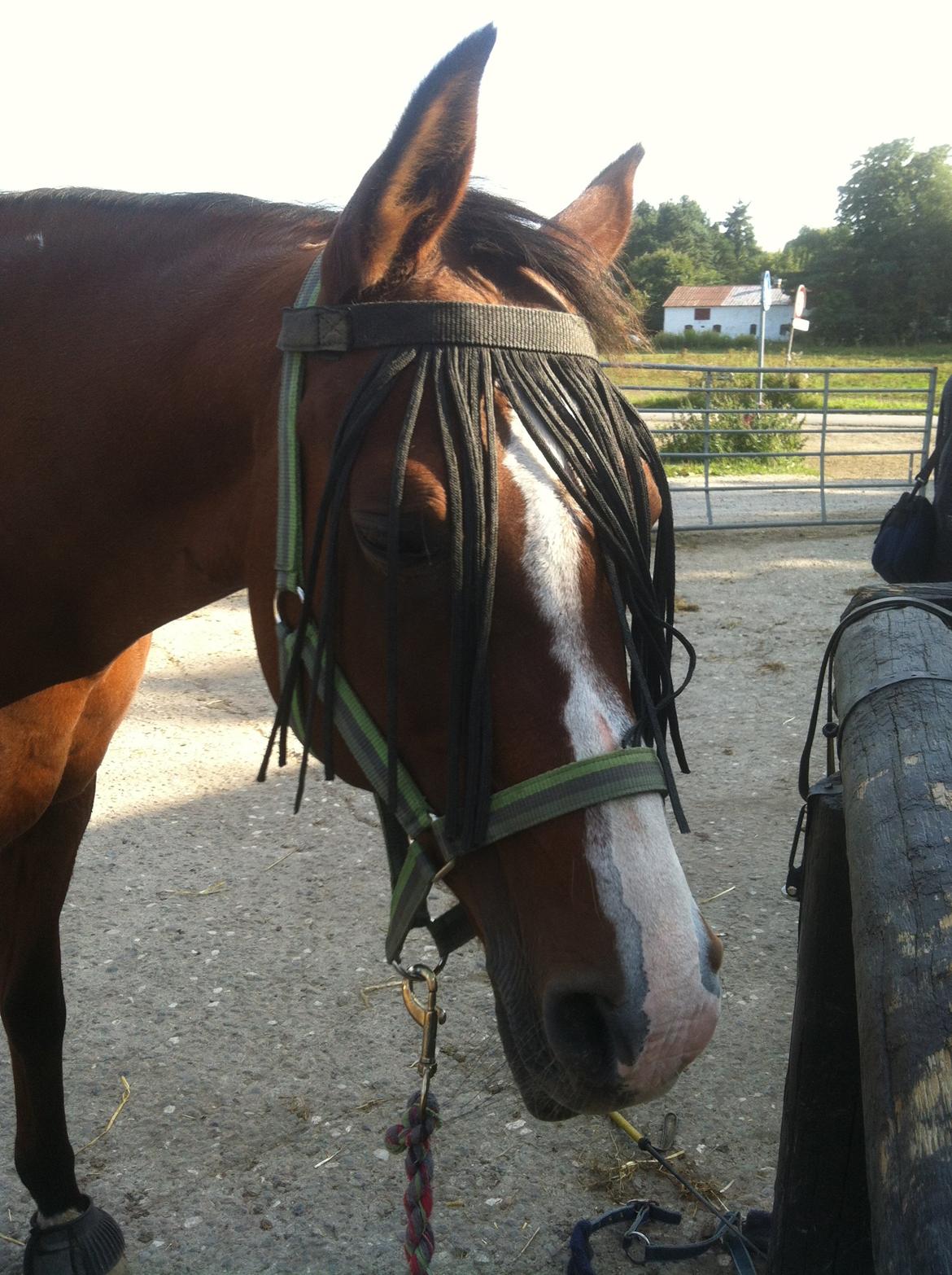 Arabisk fuldblod (OX) Ghana VSR billede 8