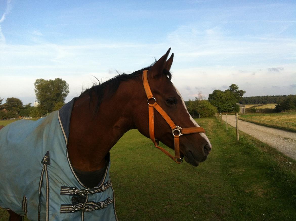 Arabisk fuldblod (OX) Ghana VSR - Skønhed <3 billede 9