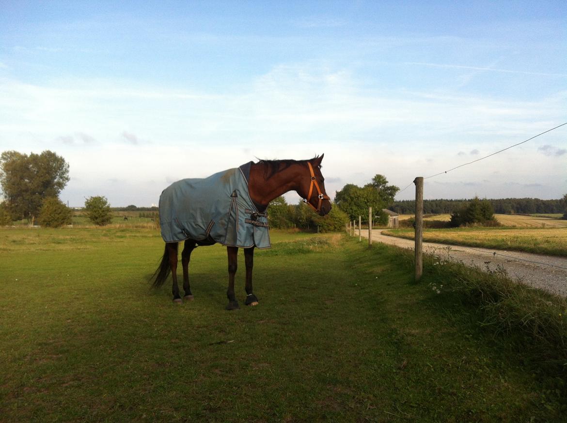 Arabisk fuldblod (OX) Ghana VSR billede 11