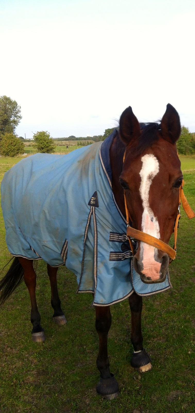 Arabisk fuldblod (OX) Ghana VSR - Så nuttet! :D billede 12