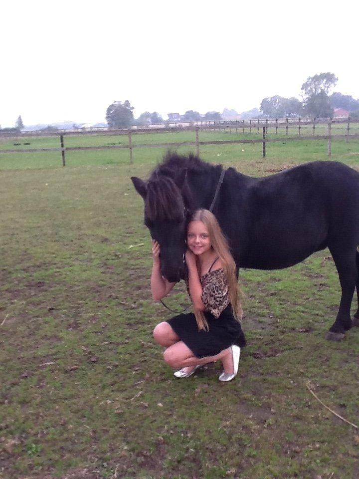 Shetlænder Felix billede 11