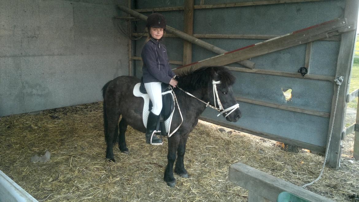 Shetlænder Felix billede 13