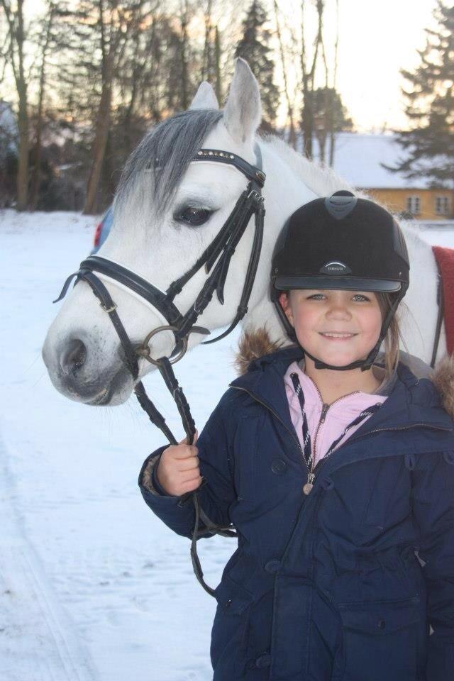 Welsh Pony (sec B) Korreborgs Sanitto billede 5