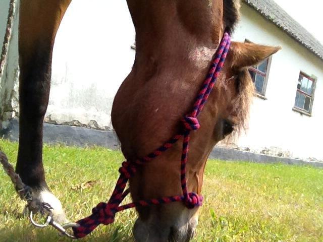 New Forest Stella Nova billede 10