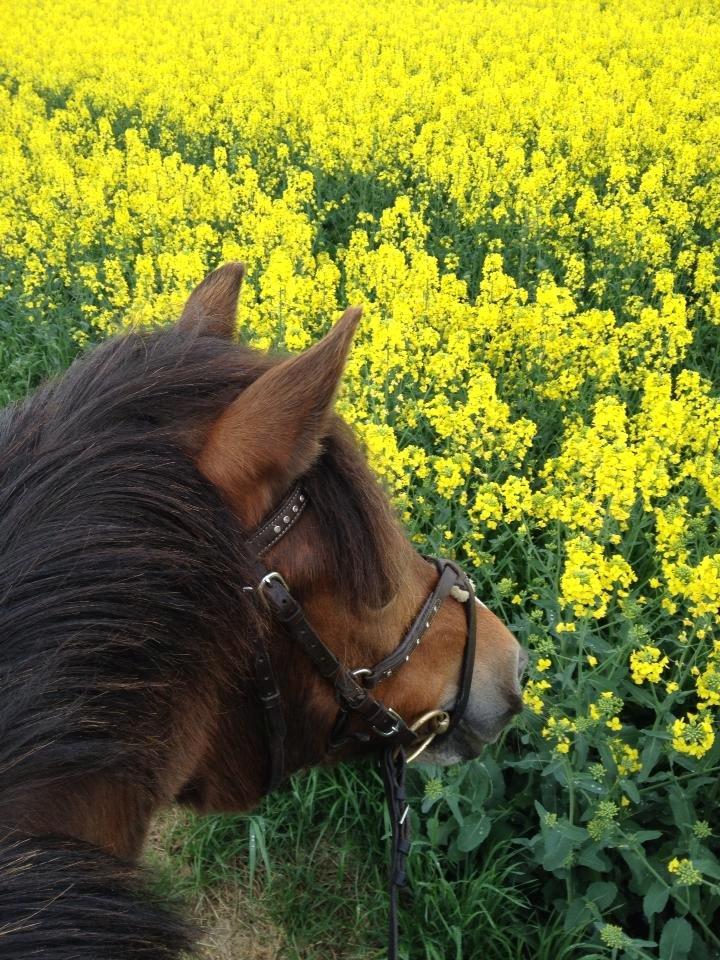 New Forest Stella Nova billede 11