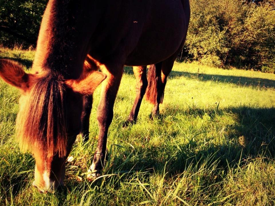 New Forest Stella Nova billede 14