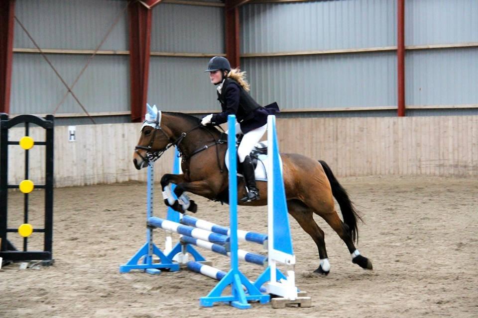 Anden særlig race • S.G.S. MISS BROWN • - Møllebakkens Rideklub - 2013 billede 19