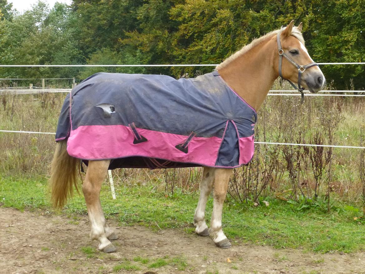 Tyroler Haflinger Minka af Brunbjerg - Min trunte<3  billede 10