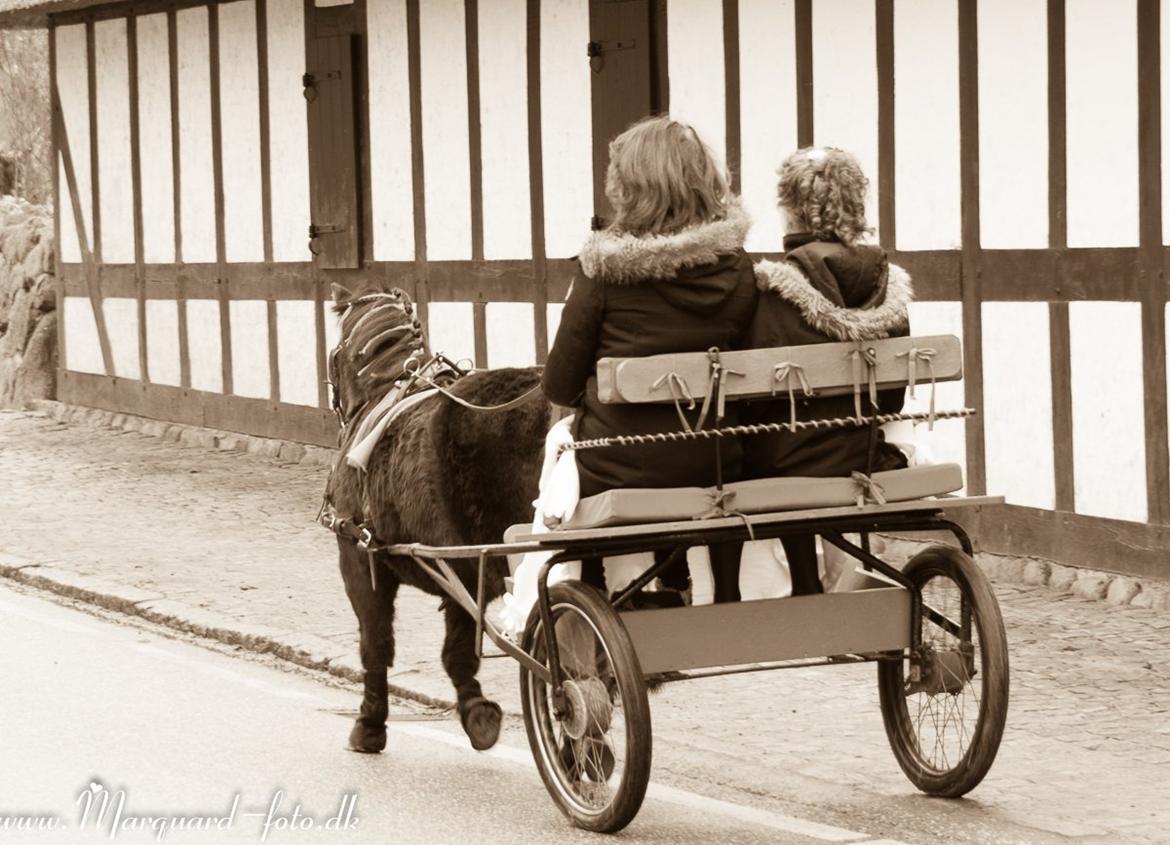 Shetlænder Frederik - Vi ses i himlen <3 billede 20