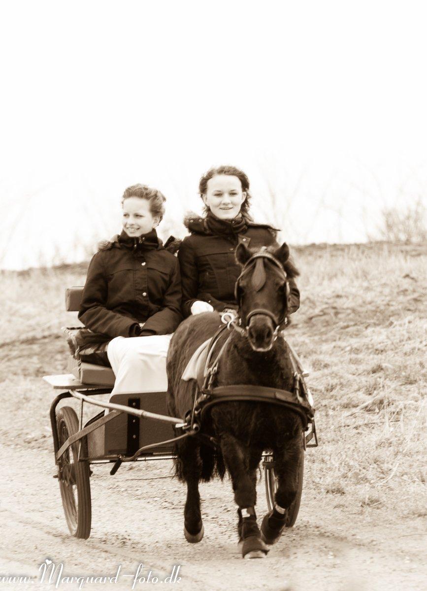 Shetlænder Frederik - Søster, mig og Frederik <3 Så bliver det ikke bedre billede 7