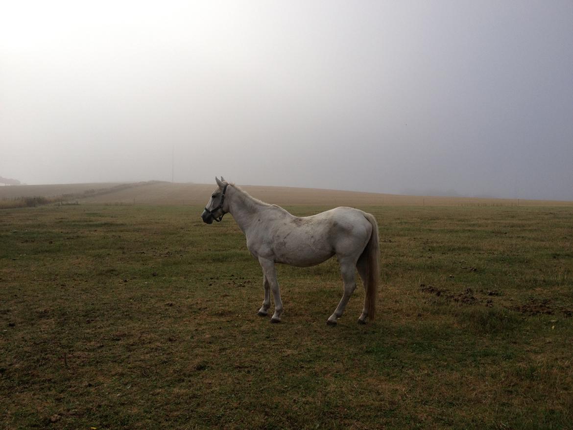 DSP Desiré - min elskede sjæleven <3 - En eventyrmorgen, midt i tågen, står min dejligste hest <3 billede 18