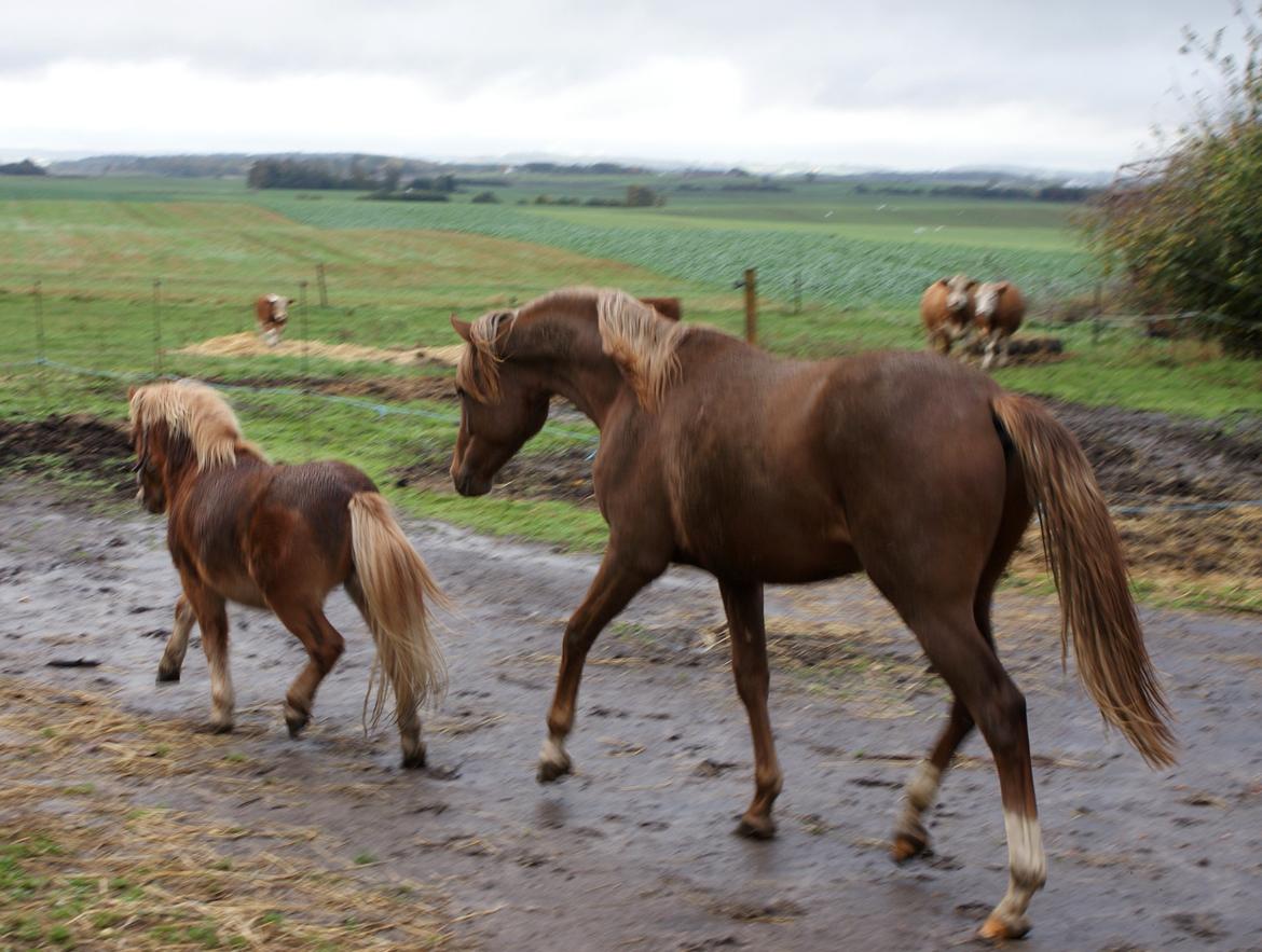 DSP Enzo M - Enzo og hans nye ven Kaos. okt. 2013 billede 20