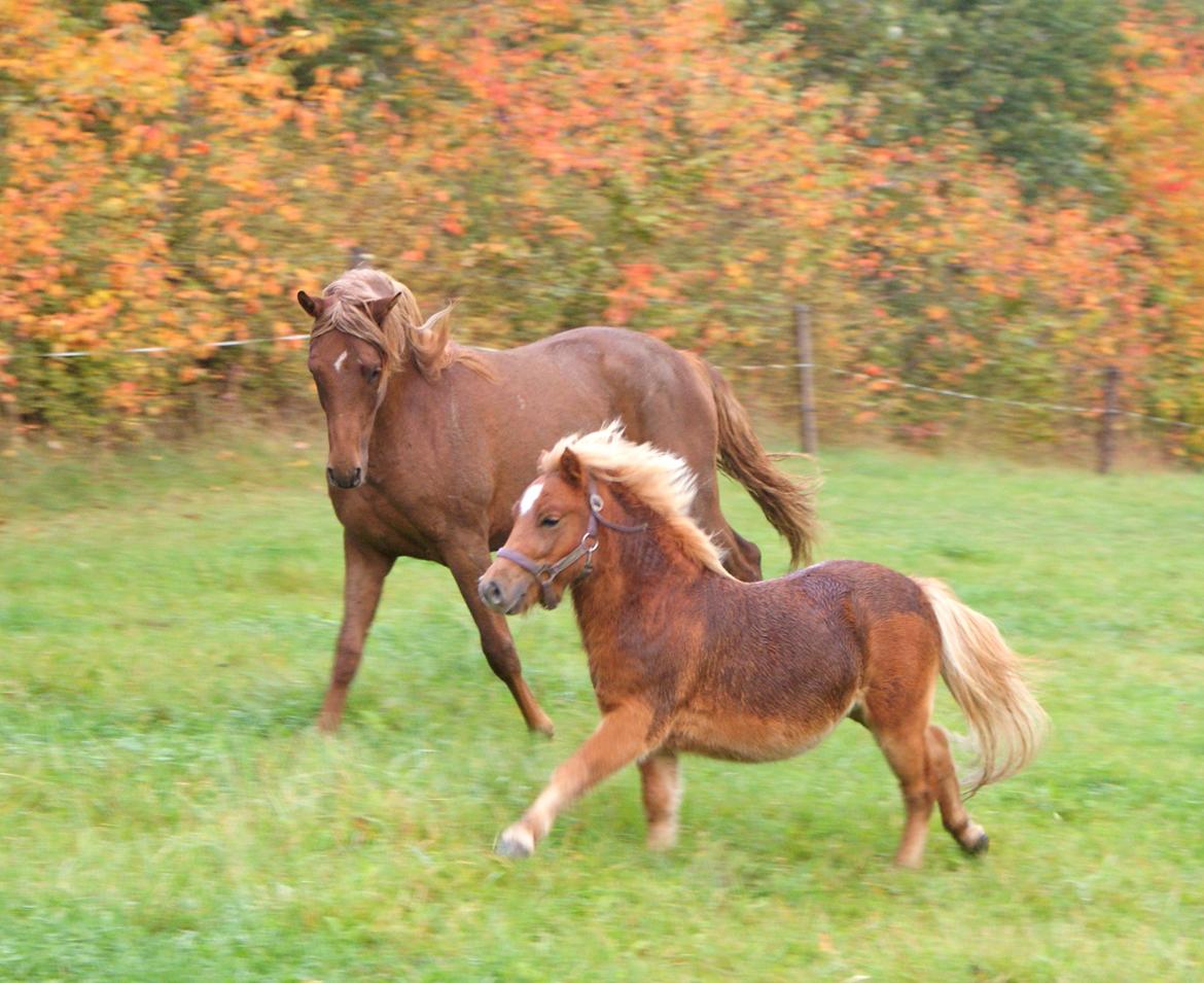 Shetlænder Kaos billede 18