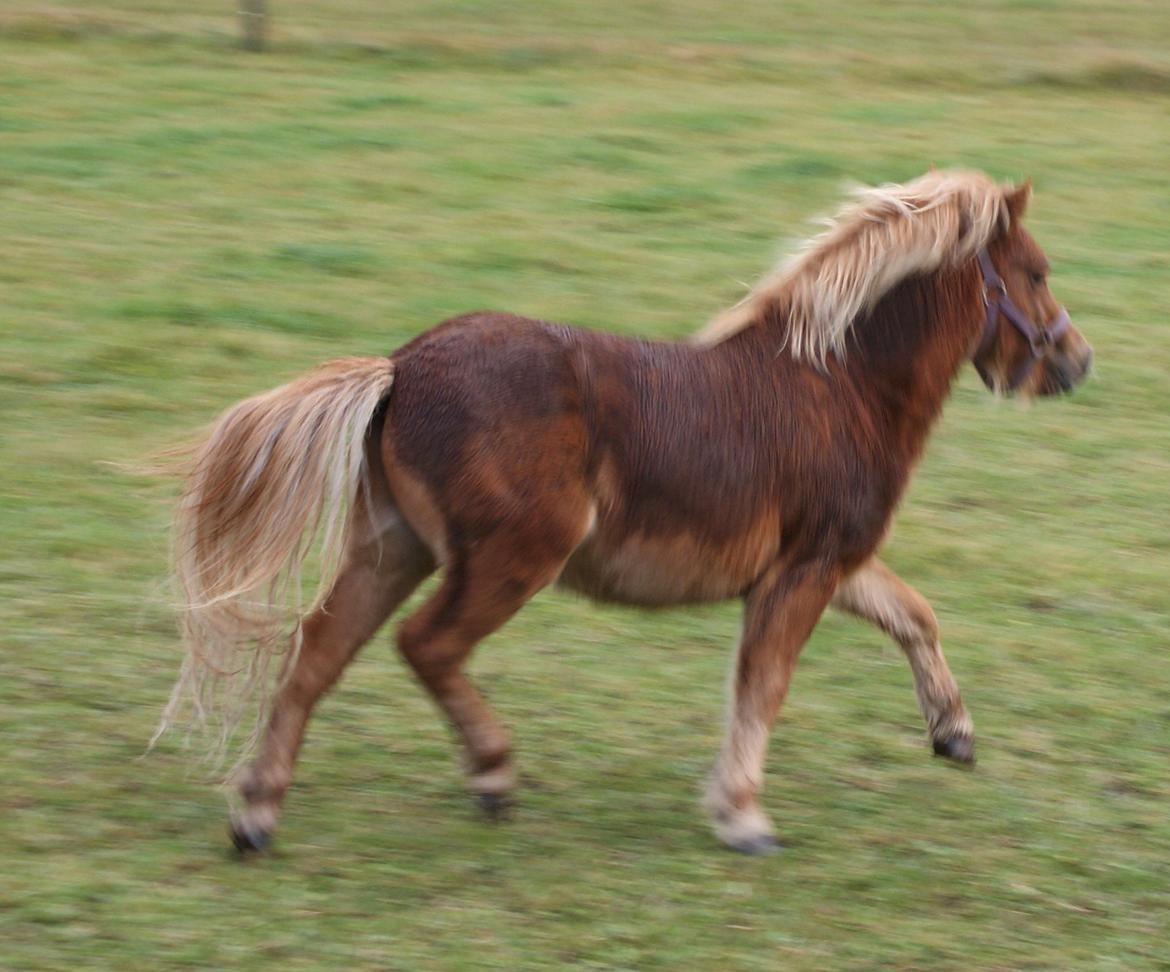 Shetlænder Kaos billede 19