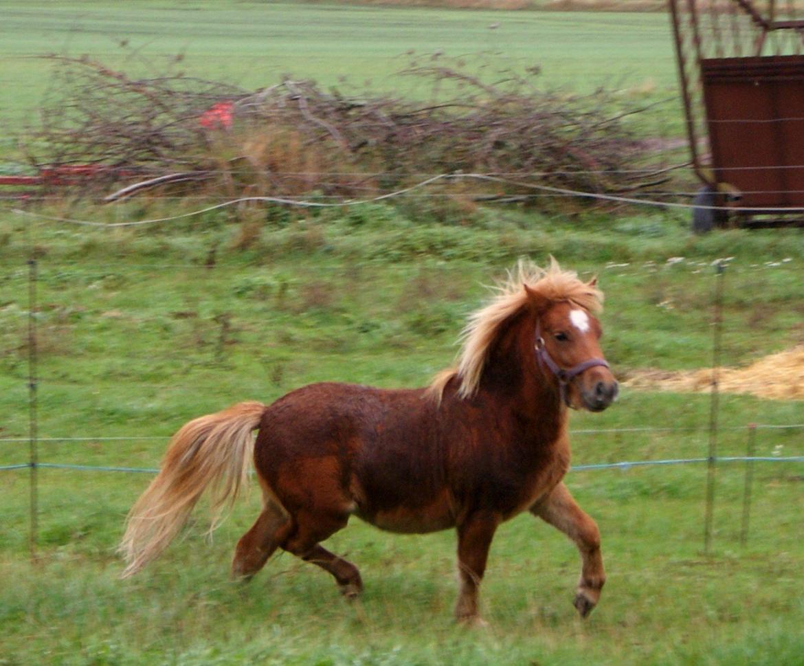 Shetlænder Kaos billede 20