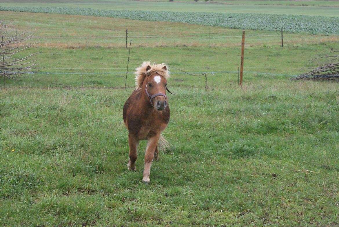 Shetlænder Kaos billede 21
