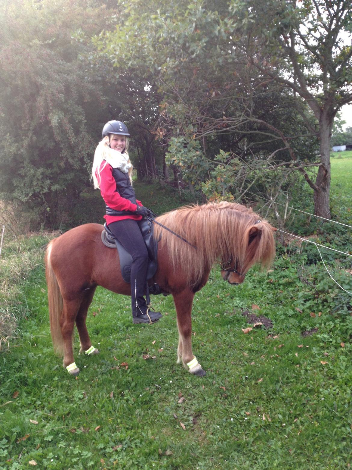 Islænder Funi fra Rosenlund billede 3