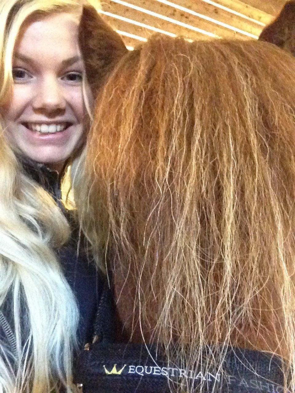 Islænder Funi fra Rosenlund billede 5