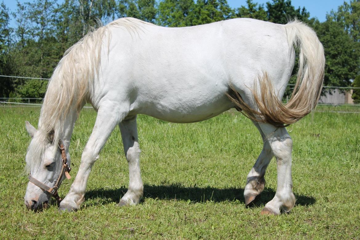 Welsh Mountain (sec A) Poulsen (Trolden) billede 9