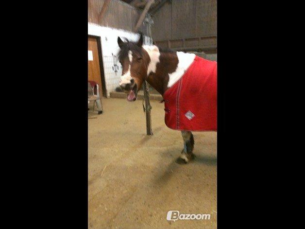 Anden særlig race Mille (Pensioneret) - Kun en ægte ven ser tåren bag det falske smil. billede 8