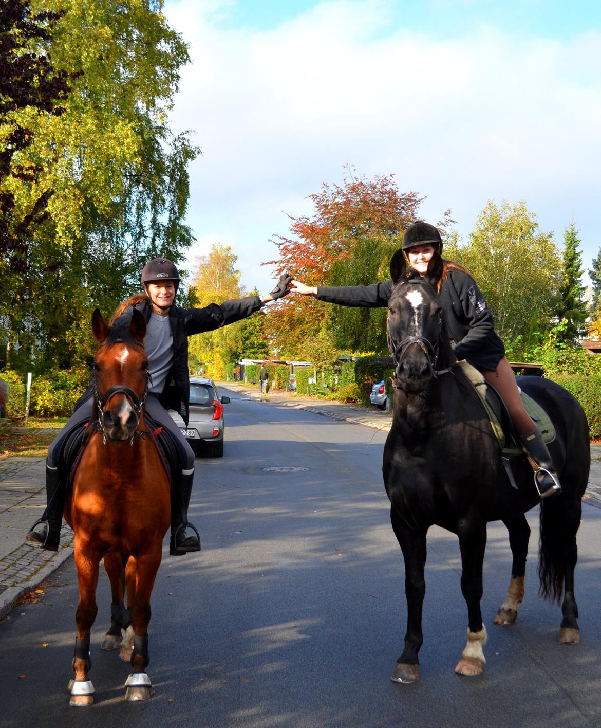 Arabisk fuldblod (OX) Nassim - Ude foran mit hus ;) billede 10