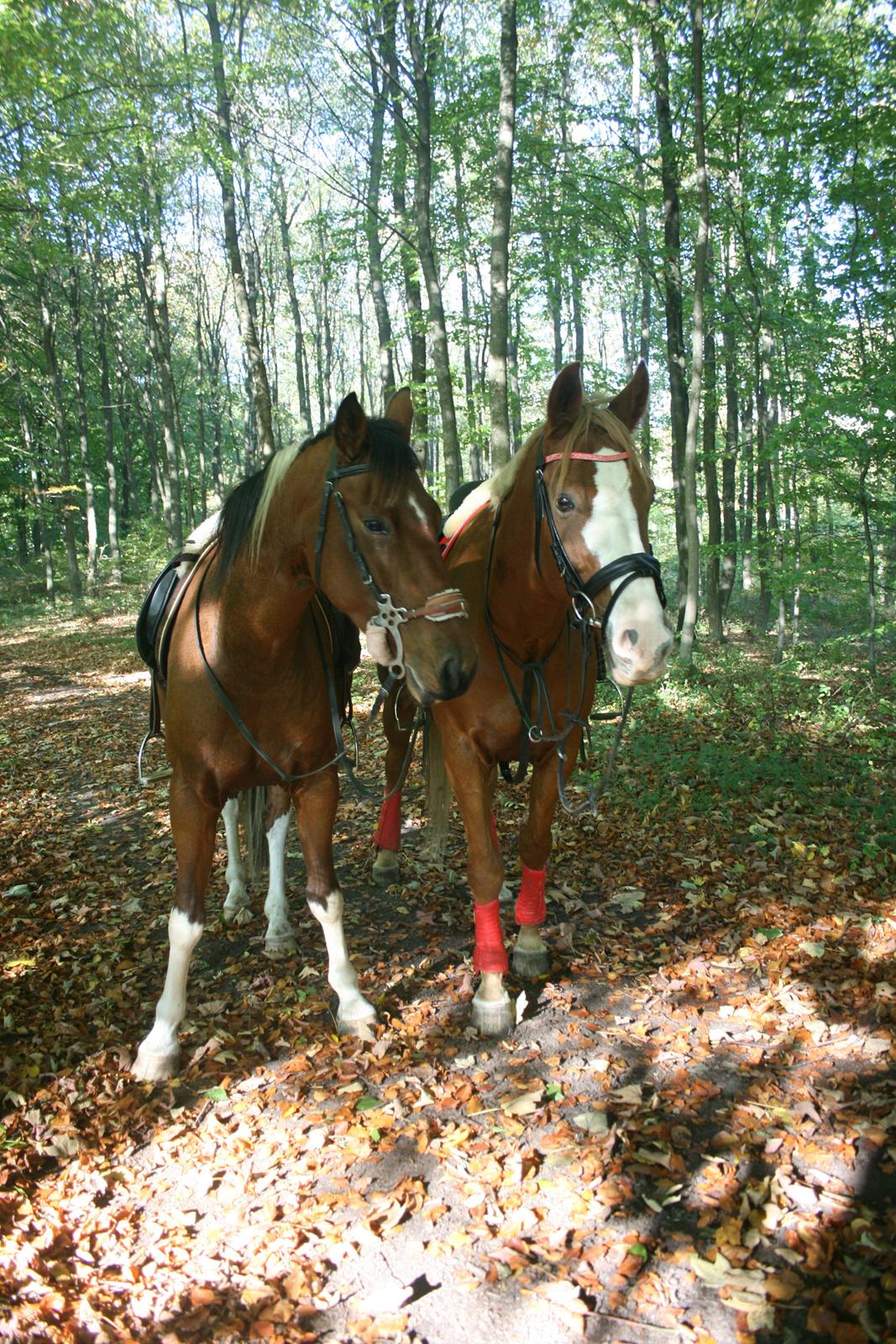 Pinto James - James og min venindes hest, Gaston! billede 7