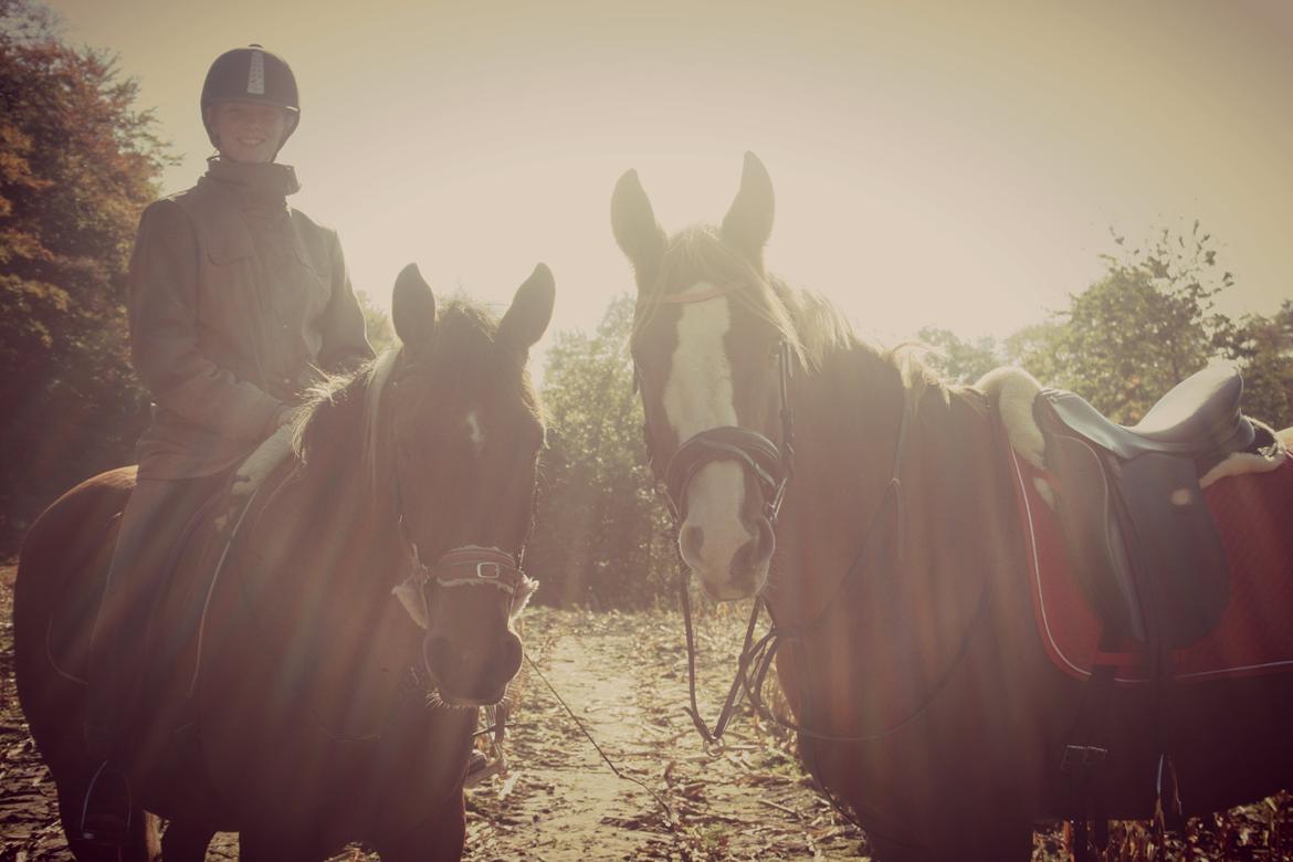 Pinto James - James og min venindes hest, Gaston! billede 2