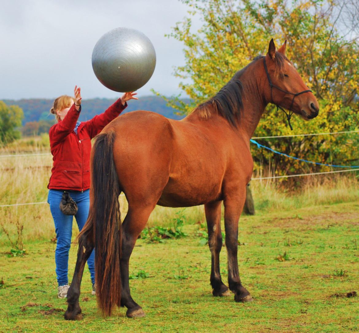 Anden særlig race Mr. Moonwalk | Himmelhest - Foto: Mikela Emdal Thomsen billede 14
