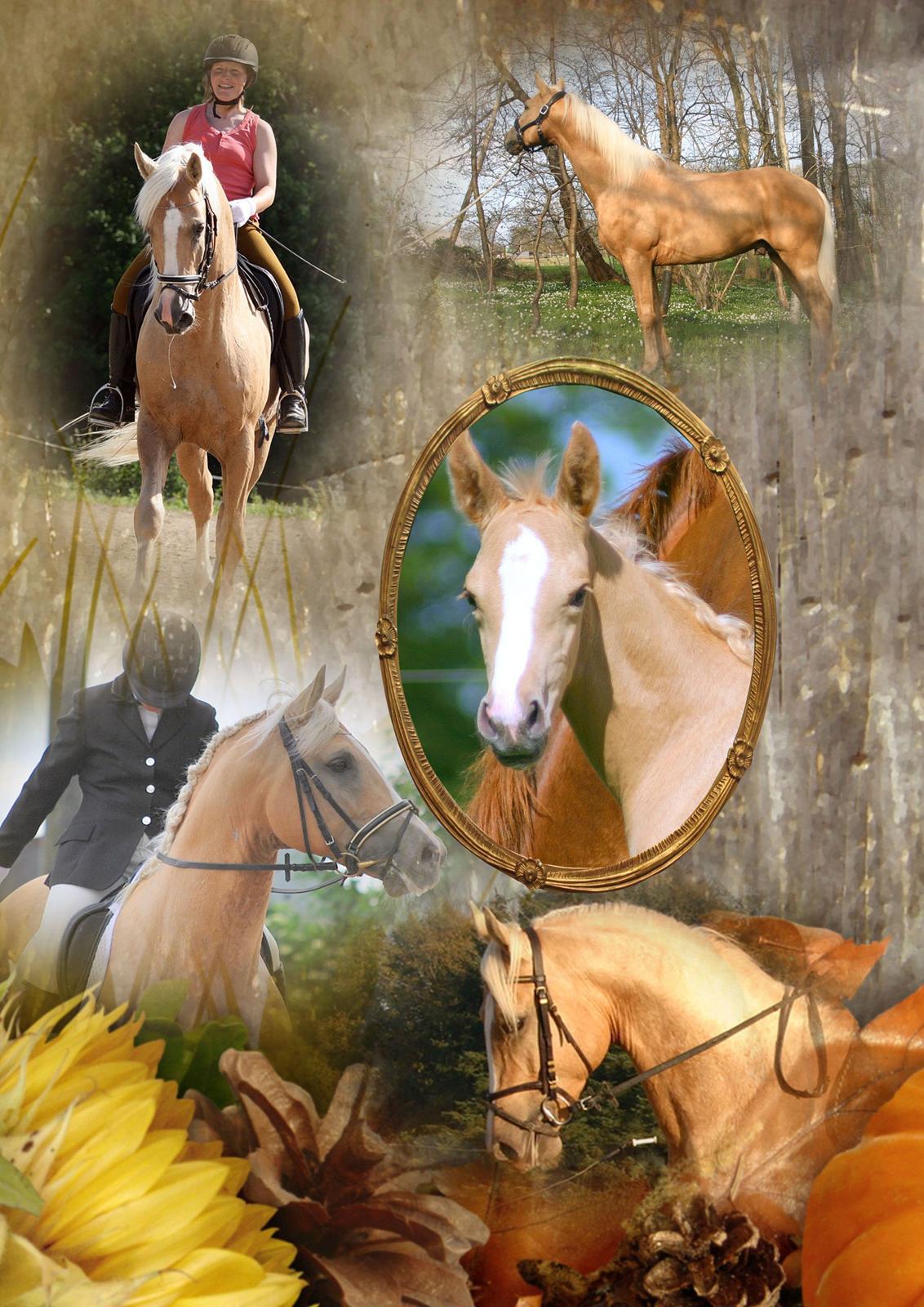 Palomino Serenity RIP. billede 16