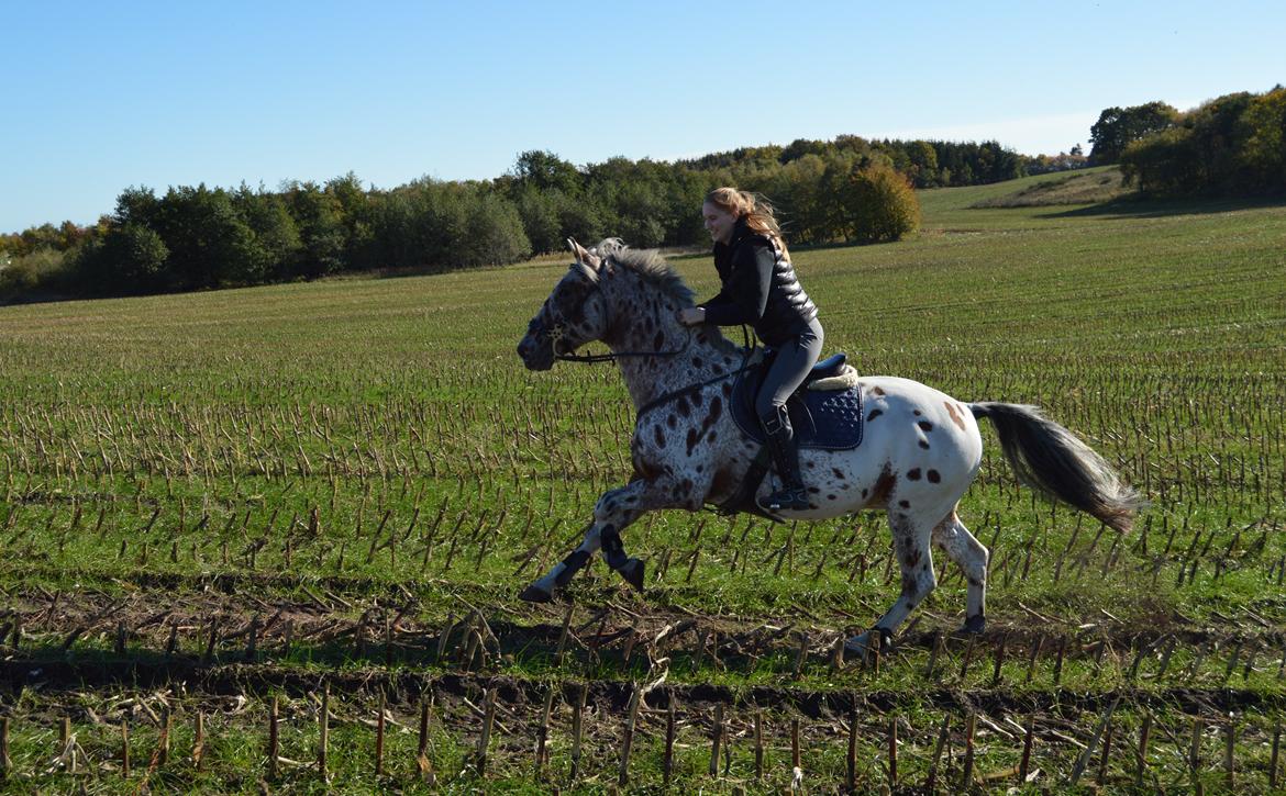 Knabstrupper COMETT - Oktober 2013 billede 31