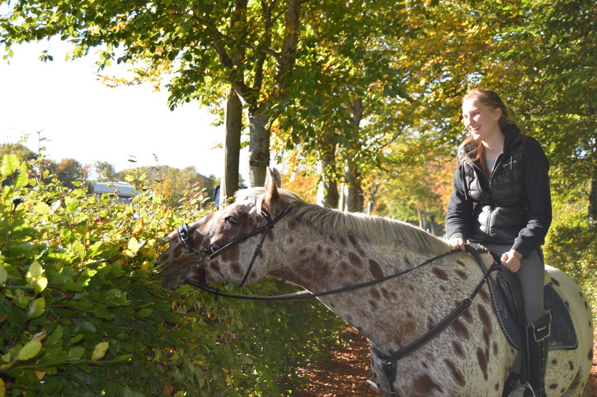 Knabstrupper COMETT - Oktober 2013 billede 32