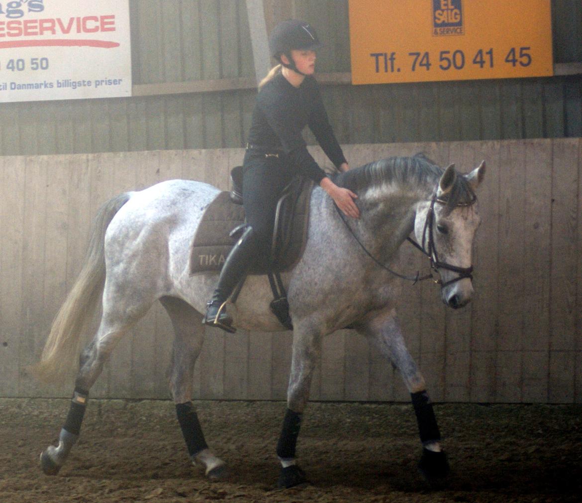 Anglo Araber (AA) Hedevangs Galilea - Oktober 2013 - klap til stjernehesten :) Foto: Amalie Andersen billede 7