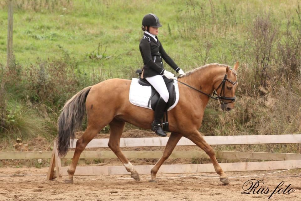 Hollandsk Sportspony Golden Star * B-pony* - Første LA3 73,93% 3. plads billede 21