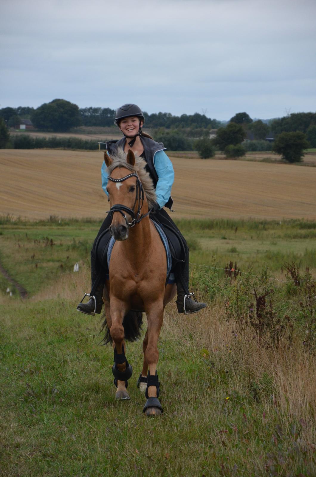 Hollandsk Sportspony Golden Star * B-pony* - Tillidstræning i galop. billede 27