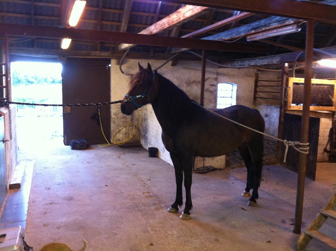 New Forest Sissa billede 15